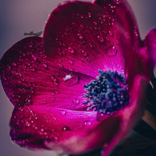  دنیای گوهیه شباش طولانی زناش پول پرست و مرداش توو خالی